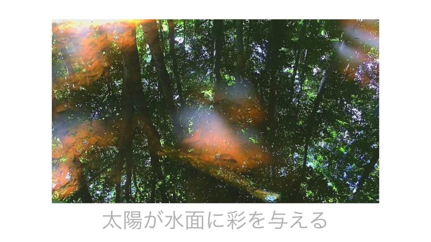 生きている、生かされている/松浦白怜